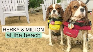 DOGS AT THE BEACH | Herky & Milton Cavalier King Charles Water Dogs