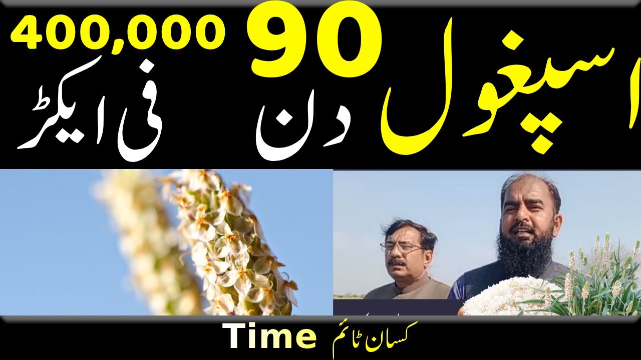 isabgol ki kasht in pakistan اسپغول کی کاشت isabgol ki farming kisan time کسان ٹائم