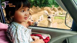 safari journey | bogor safari park Indonesia | zoo tour