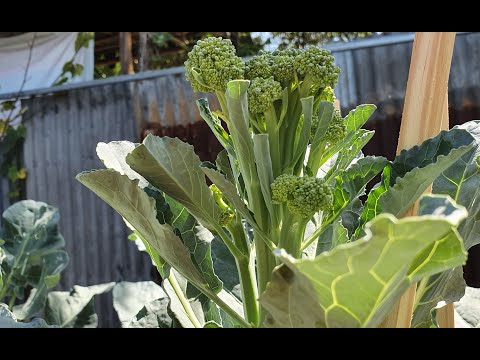 Video: Cách tốt nhất để cắt tỉa cây cải mầm Brussels - Mẹo về cách cắt tỉa cây cải mầm Brussels