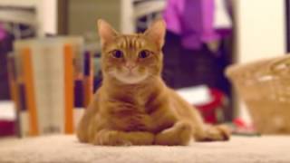 Lytro Illum Focal Differences Video Test