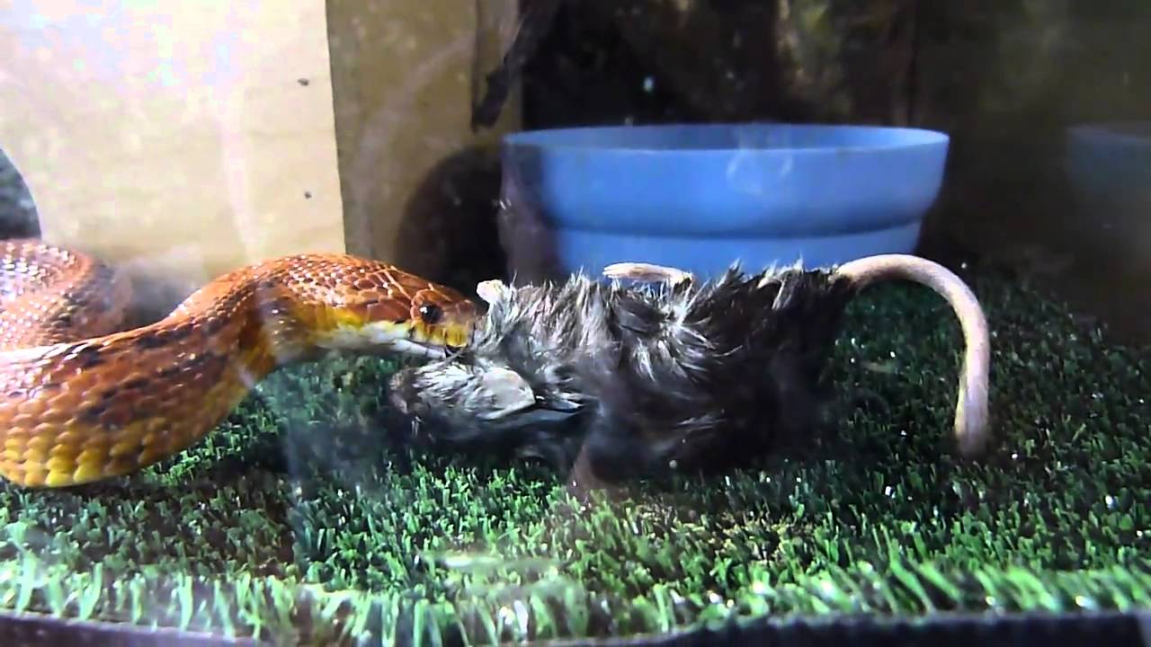 corn snake feeding HD 1 YouTube