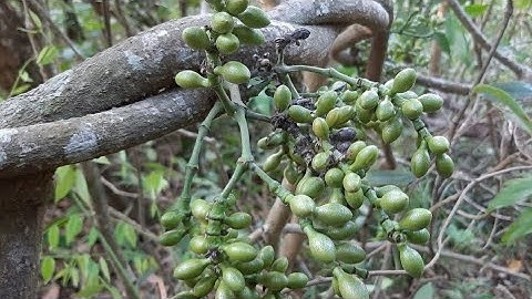 Dây Gắm Thảo Dược Qúy Trị Bệnh Xương Khớp