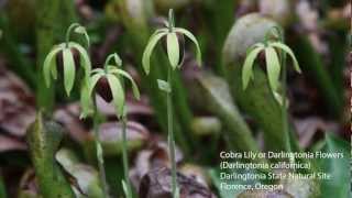 Cobra Lily (Darlingtonia californica), Darlingtonia State Natural Site, Florence, Oregon, USA