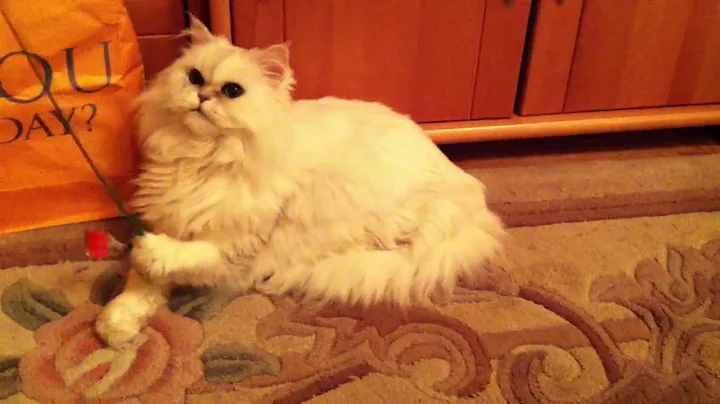 Watch the video about Cat playing - white chinchilla