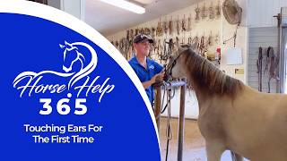Touching Ears For The First Time | Horse Help - Michael Gascon