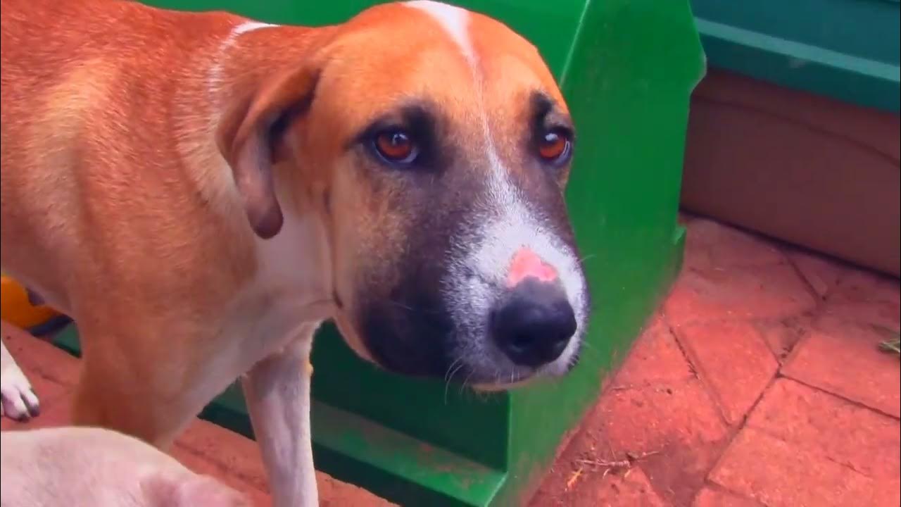 DOG bitten by SNAKE YouTube