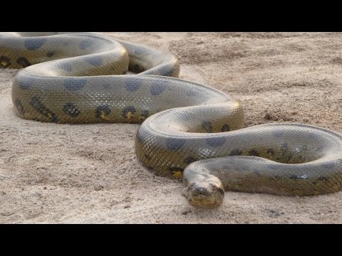 Video: Dove vive l'anaconda: habitat e riproduzione