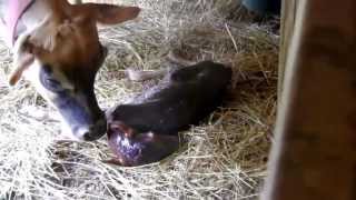 Cow Giving Birth to Adorable Heifer Calf