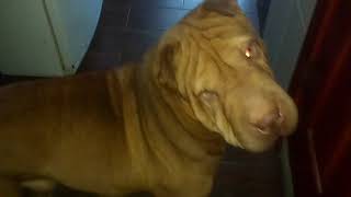 Собака Китайский Шар-Пей с красными глазами 2017 Dog Chinese Shar-Pei with red eyes Собака Китайский Шар-Пей с красными глазами 2017 Dog Chinese Shar-Pei with red eyes