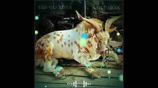 Eid-Ul-Adha Special Whatsapp Status 2021Bakra Eid Mubarak Status 2021
