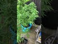 Uk garden grow 2023  auto wedding cake by rgs super hardy auto 