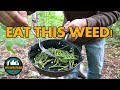 Broadleaf Plantain - Harvesting & Cooking The Flowering Shoots | FORAGE & FEAST - Plantago Major