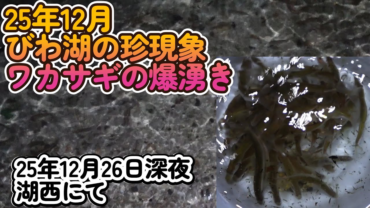 【ワカサギ掬い】びわ湖湖西でワカサギを掬い。ワカサギの爆湧き。