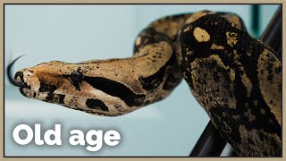 How old age affects snakes - Neglected 23 year old boa