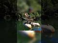 Mancing lele menggunakan umpan daun😱 #shorts #viralvideo #fishing #mancing #ikan #ikanlele