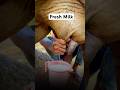 Fresh cow milk / milking #milk #freshmilk #cow #milking #shortvideo