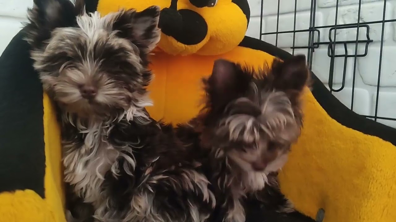 Детки в поиске семьи 🥰 Продажа доставка по миру+79788972514