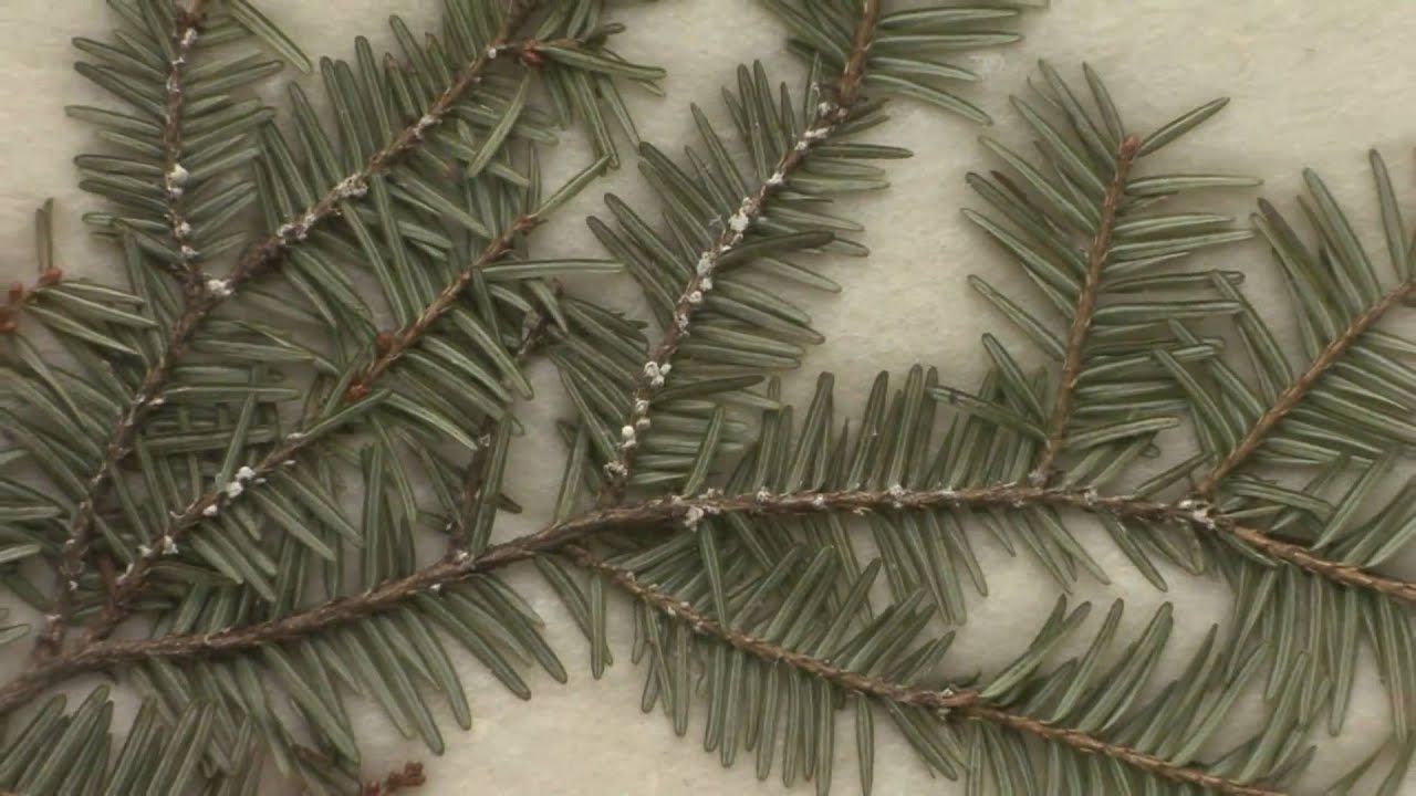 VermontTV.net: Hemlock Woolly Adelgid