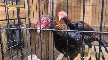 -14 NO LI NO XWB MUS SAIB QAIB PUS CIAJ 12.14.25 | SHOWBIRD | QAIB THAI | SHAMO | ASEEL | PAKOI | 