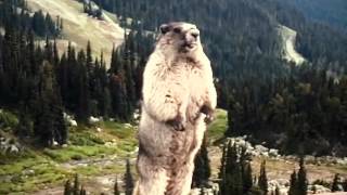 Marmot a Calling his old buddy...AAAAAAL