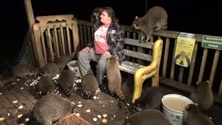 Monday 23 Raccoons With A Monday Update