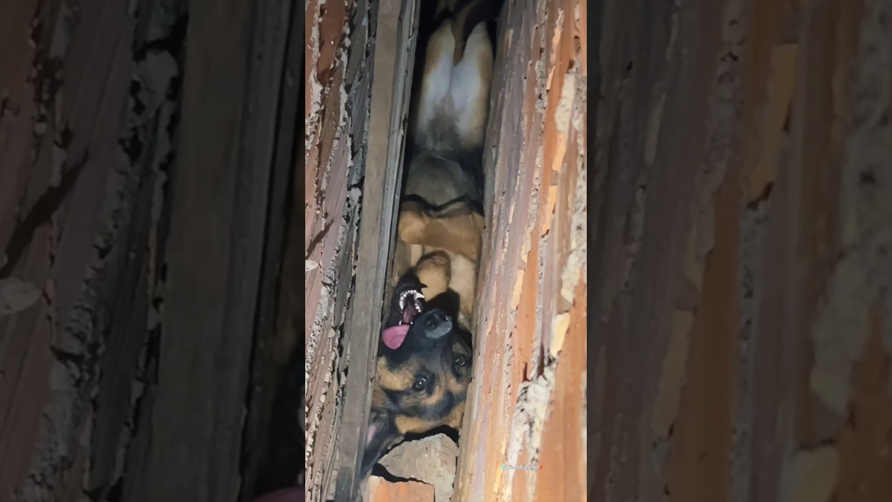Firefighters rescue a dog trapped between walls and the moment he’s ...