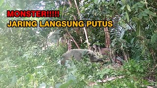 Babi Besar Menabrak Jaring Tepat Depan Kamera,Beburu Hama Babi Hutan Poin Paling Beruntung