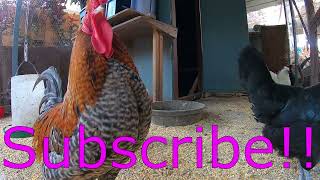 Backyard Chickens Long Chicken Coop Video Sounds Noises Hens Clucking Roosters Crowing!