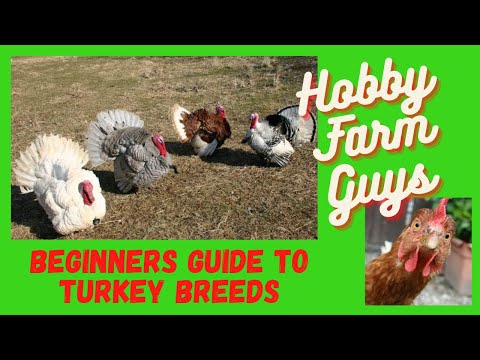 Beginners Guide to Turkey Breeds