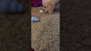 Golden puppy’s first ice cube by Rob H 526 views 3 years ago 1 minute, 49 seconds