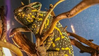 The Veiled chameleons  from eggs to adulthood