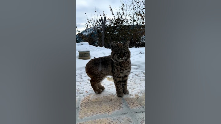 Bobcat Kitten Walked Right Up To Us #nature