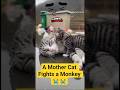 A Mother Cat Fights a Monkey to Protect Her Kitten… Look The Ending 😭😭 #shorts #viral #cat