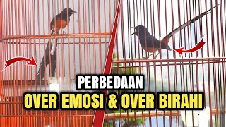 3 CARA MEMBEDAKAN OVER EMOSI DAN OVER BIRAHI BURUNG MURAI BATU‼️