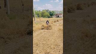 #ytshorts #youtubeshorts #shorts #trendingshorts #farmer #farming #priyalkukreja #farm #youtube