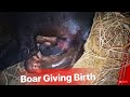 Boar Giving Birth || Heo rừng đẻ 3 con cùng lúc || Heo rừng Vĩnh Long 0977121452
