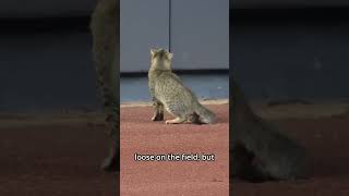 nadie esperaba esto en el yankee stadium #gatos #sorpresa #béisbol