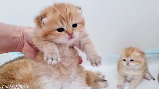 Teddy Kittens 2 weeks after birth | Lovely Ophelia and her babies