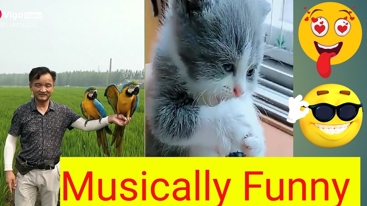 Musically complication September | most popular videos of Musical.ly