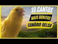TOP 10: Cantos De &quot;Canário Belga&quot; MAIS BONITOS e MELHORES - Canary Singing!