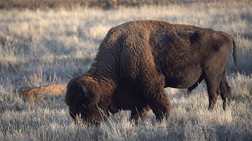 In This Together, We Are One: The Buffalo Unity Project