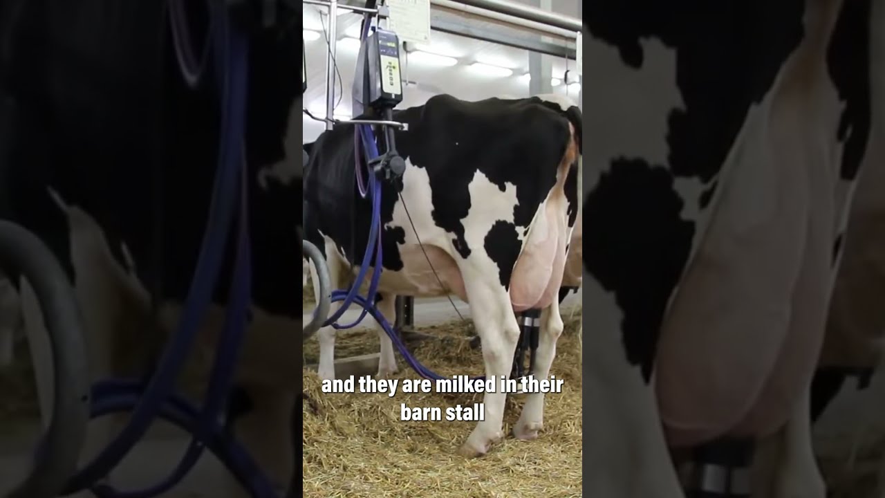 Milk Production A Behind The Scenes Look At Milking Process Shorts