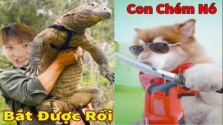 Thú Cưng TV | Ngáo Husky Troll Bố Dương KC #51 | chó thông minh vui nhộn | funny cute smart dog Pets