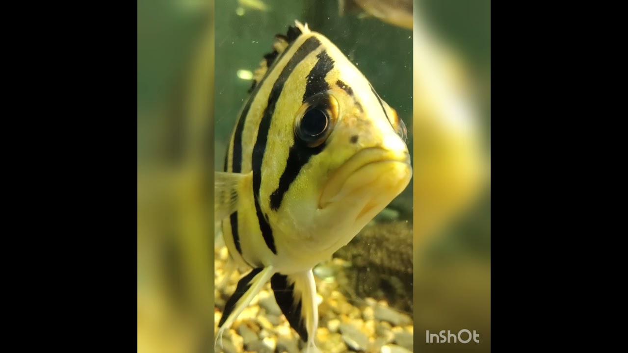 Окунь тигровый сиамский (лат. Datnioides microlepis)