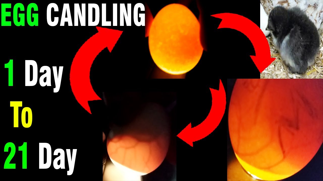 Chicken egg candling Day ( 1 To 21 ) || A to Z Chicken egg candling And