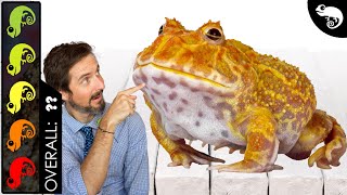 Pac-Man Frog, The Best Pet Amphibian?