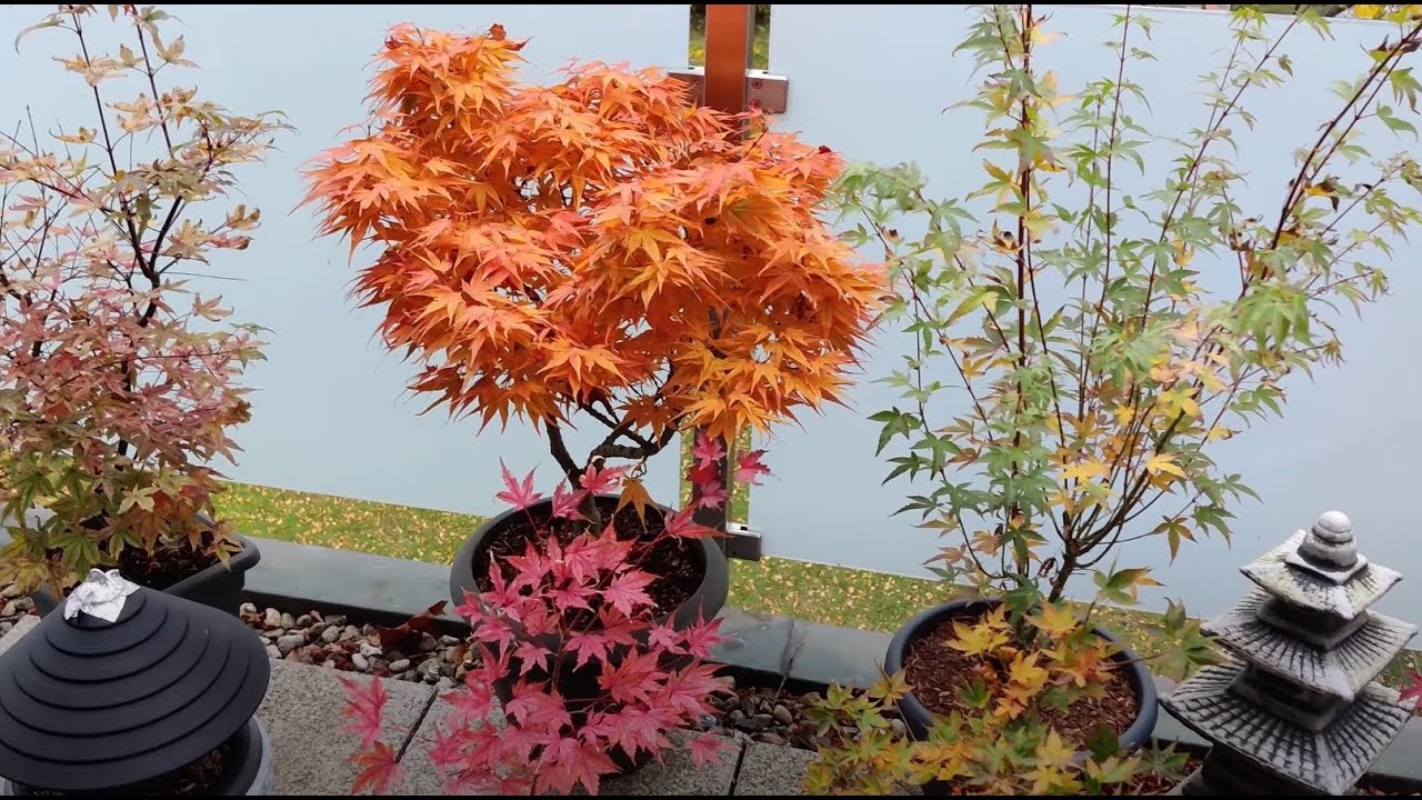 Japanese Maples - Fall Colors '22 - Mikawa Yatsubusa And Coral Pink ...