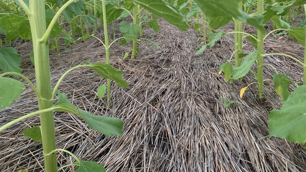 Bourgault cd872 & Väderstad tempo l16 наблюдаем за развитием