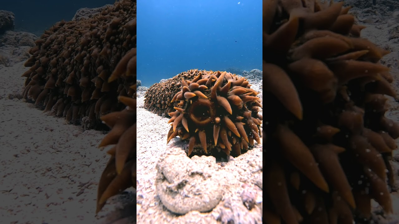 Sea CUCUMBER ummmm.😳😳😳
